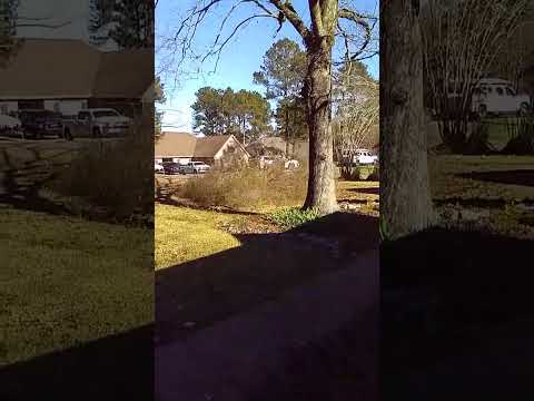 Felling a tree