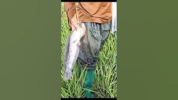 Bắt Cá Trê Lai Bờ Ruộng Gốc Rạ #shorts #bắtcátrêlai