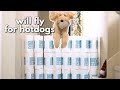 FLOOF DOG VS PAPER TOWEL WALL! (And Stoopid Cats TOO!)