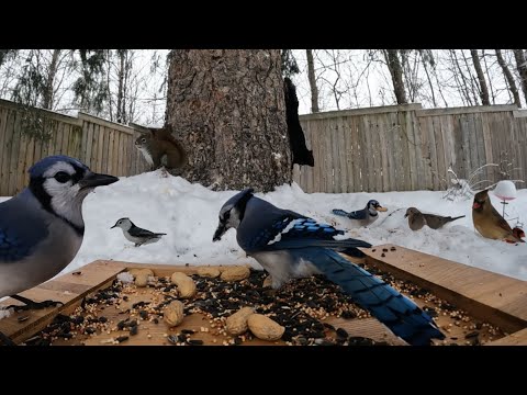 Snowy Day for Our Birds and Squirrels! Cat TV