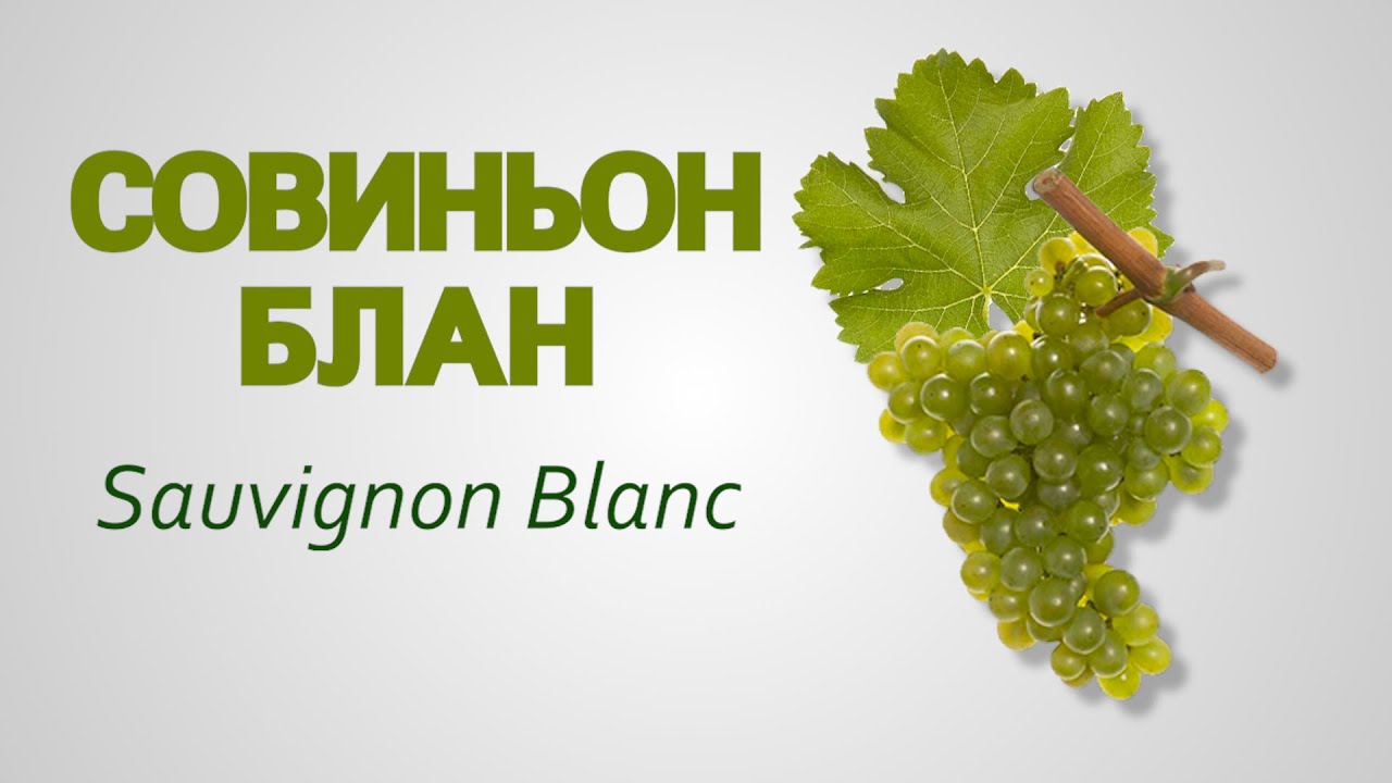Сорт винограда Совиньон Блан Sauvignon Blanc