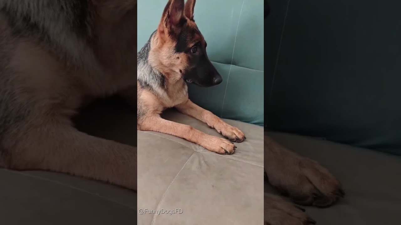 Funny German Shepherd Moments 🐕😂