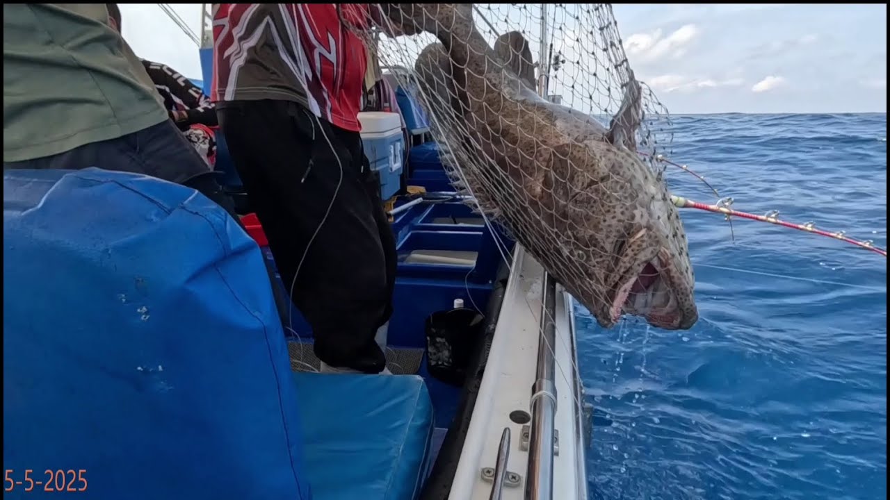 5-5-2025金毛排釣獲巨大青班