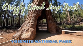 Hiking Tour Of The Grizzly Giant Loop Trail In Yosemite National Park