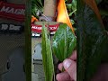 Narrow Leaf Plantain vs Broadleaf Plantain ina Side by Side Comparison!