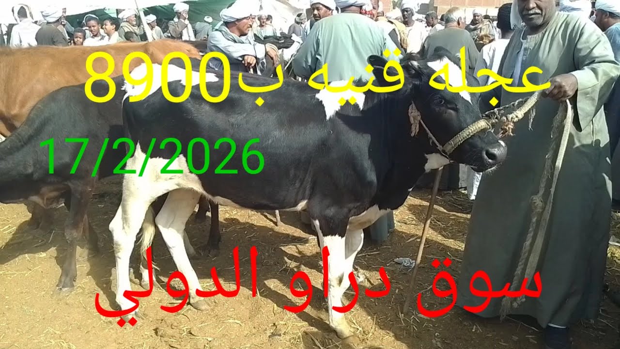 اتفرجوا على اسعارعجلات القنيه داخل سوق دراو ١٨ فبراير ٢٠٢٦