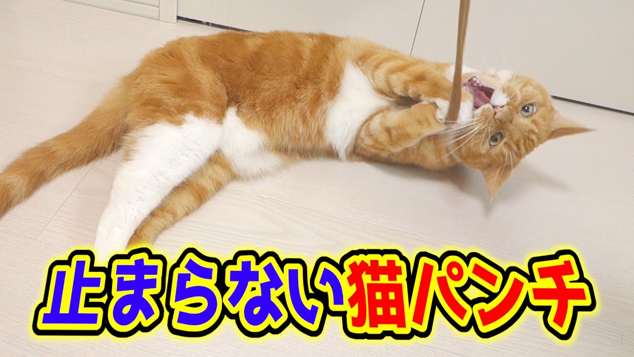 猫パンチが止まらない 転がりながら猫じゃらしで遊ぶ猫が可愛い Youtube