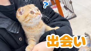 スコティッシュの子猫との出会い