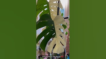 Beautiful Half Moon Monstera Albo ❤️❤️❤️