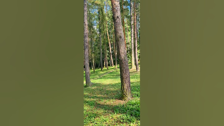 ADVENTURE IN THE MIDST OF THE FORESTS😂🌳🌳🌳 #adventure  #shorts  #nature