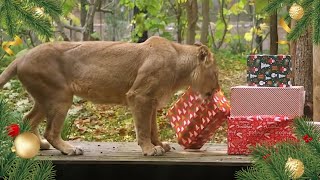 Zoo Animals Receive Christmas Presents | Nature Connection