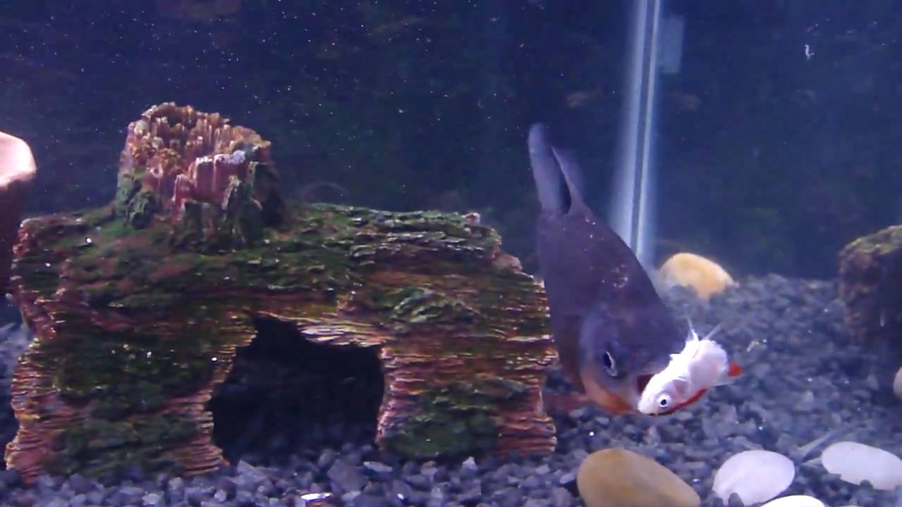 Pacu & Piranha Eating - YouTube