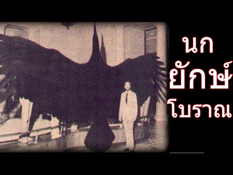 5อันดับ นกที่ใหญ่ที่สุดในโลก by lil tarzan
