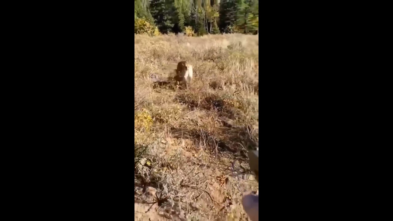 Scary Mountain Lion Encounter Jared Erickson And Bambam0069 IG 