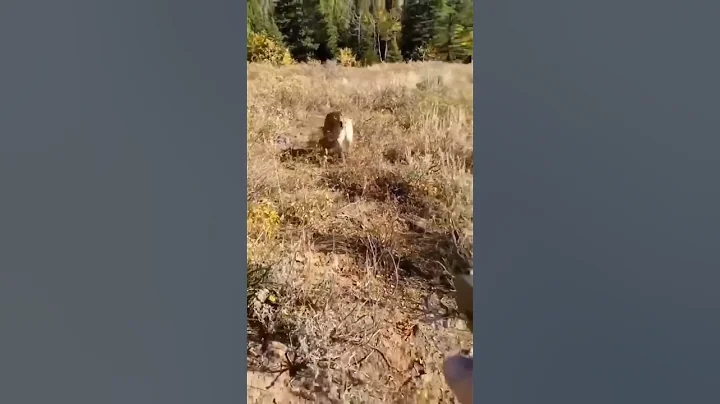 Scary Mountain Lion Encounter :  Jared Erickson an...
