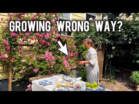 Climbing Rose Growing in Wrong Direction? Do THIS Instead