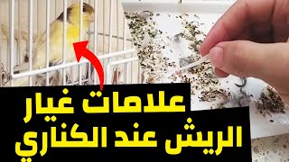 اذا رأيت هذه العلامات في طائرك فقد بدأت عنده مرحلة غيار الريش