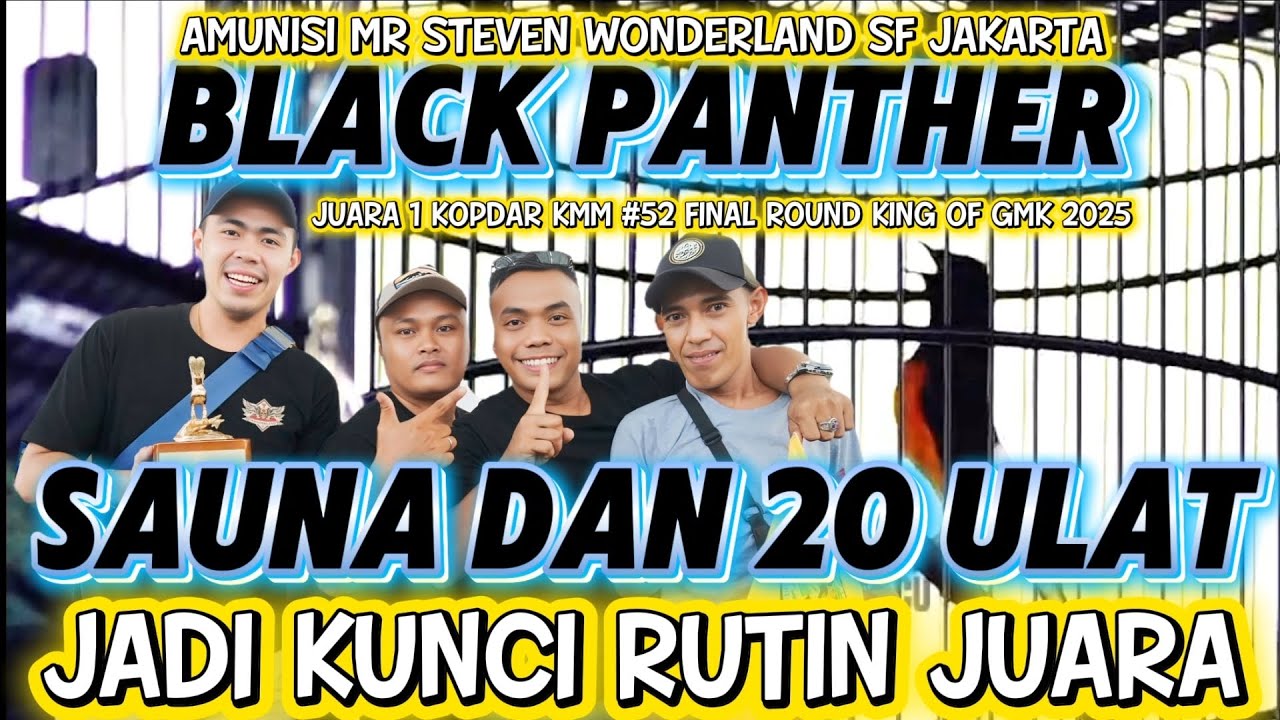 MURAI BLACK PANTHER JUARA 1 KOPDAR KMM #52 | SAUNA DAN 20 ULAT JADI KUNCI RUTIN JUARA 