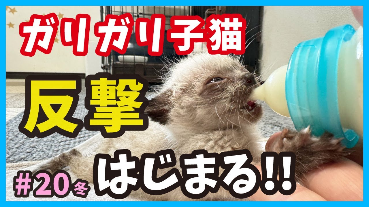 【生きる】ガリガリ子猫、元気に向かって歩みだす。真冬に保護した赤ちゃん猫たち（冬20）