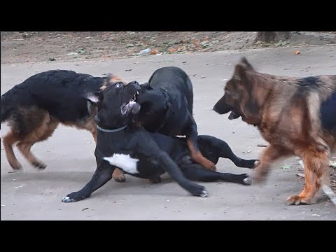 Большая ПОТАСОВКА СОБАК -Овчарки РУЛЯТ! Десса и Дэя зажигают! Одесса. Украина.