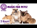 3 HOURS of Music for Pets! Music to Make Your Pet Happy! Perfect for Rats, Guinea Pigs, Ferrets etc