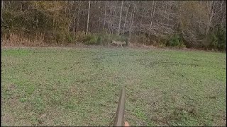 Deer Hunting W Dogs - We Went To War With Deer 21 Deer Down