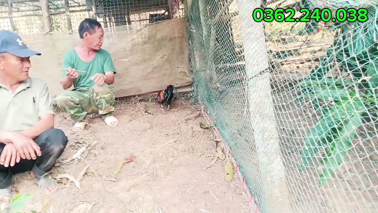 Saib qaib dib zos Nậm Pố Mường nhé Điện Biên zoo nkauj qua zoo kawg 0362.240.038