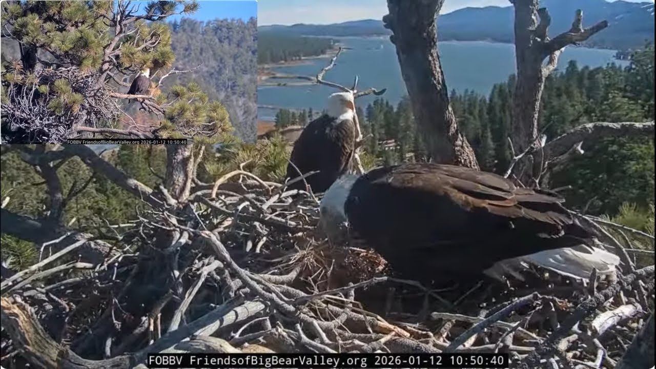 Shadow brings fluff and covers in the nest's bowl 12.01.2026 @FOBBVCAM