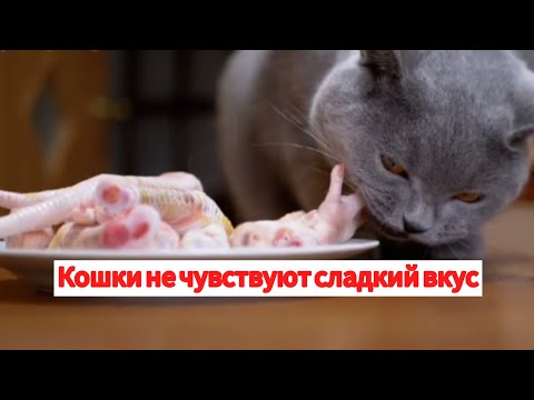 Почему кошки не чувствуют сладкого вкуса?