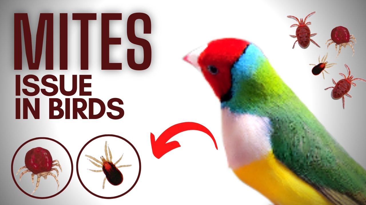 Best Way To Treat Your Bird Mites Gouldians YouTube best-way-to-treat-your-bird-mites-gouldians-youtube