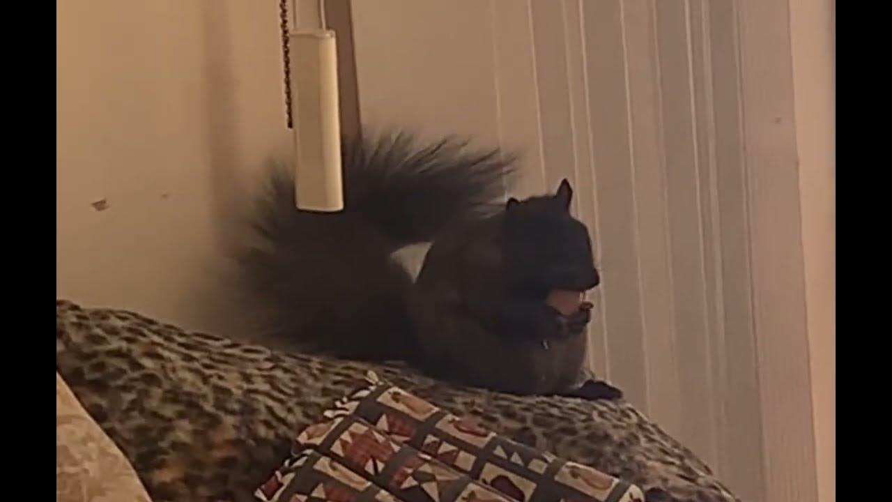 Squirrels Love Pecans 19 weeks old YouTube