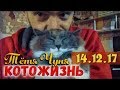 ВСЯКО-РАЗНО ❖ КОТОЖИЗНЬ! 14.12.17