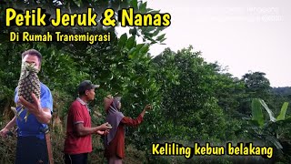 🔴ROAD AROUND THE GARDEN ‼️AFTER 2 YEARS YOU CAN PICK ORANGES‼️