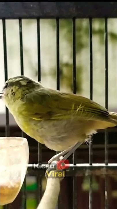 BURUNG PARE-PARE GACOR