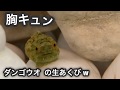 ダンゴウオの生あくび  癒しの動画