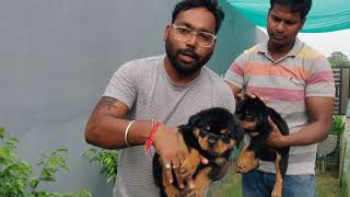 Rottweiler Dog main 20000 sasta bhi, mehangaa bhi kya fark hota hai! Rott lene se pehle video dhekhe