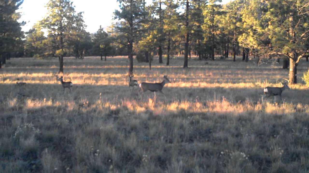 [Safe) Dear Hunting, Flagstaff, AZ YouTube
