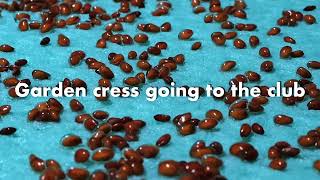 Garden cress going to the club