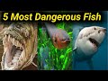 5 most dangerous fish || fish attack || fish