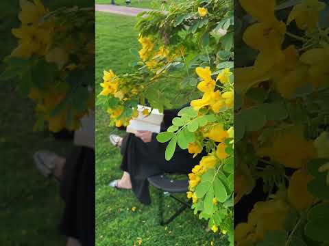 كرسي بحر قابل للطي من متجر بالجملة