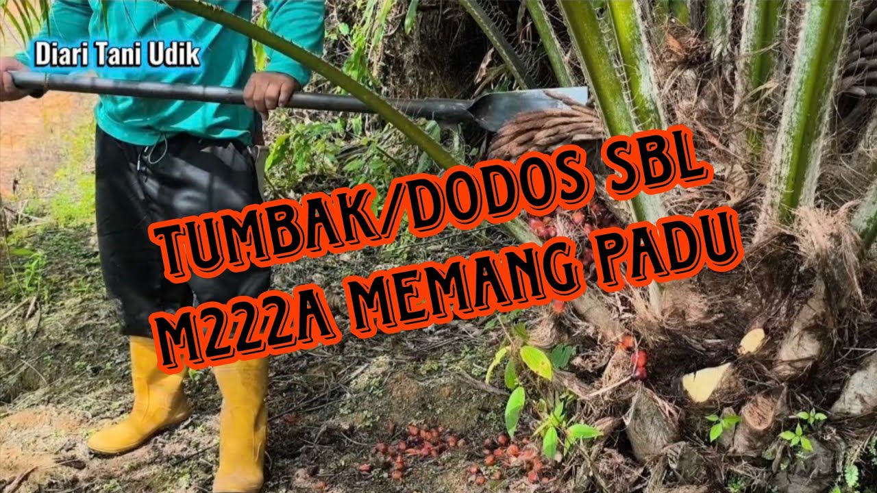 Jarang saya asah ni tombak tapi tatap tajam.