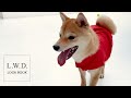 【簡単10秒】犬と生活レインコートの着せ方【着せやすい】