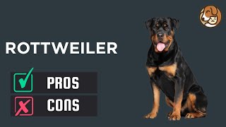 Rottweiler: The Pros & Cons of Owning One by Pet Room 591 views 1 year ago 3 minutes, 53 seconds