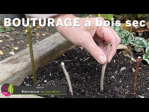 Vidéo: Qu'est-ce qu'une bouture de bois semi-dur ? Apprenez comment et quand prélever des boutures de bois semi-dur