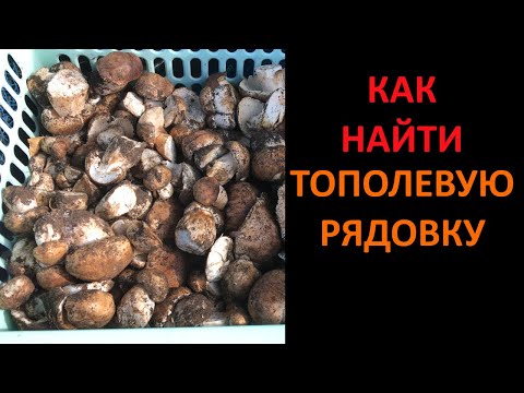 Учимся искать грибы * рядовка тополевая 2021 или секрет сбора грибов