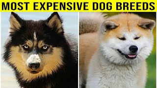 7 Most Expensive Dog Breeds in the World by PawPrints Perfect 442 views 1 month ago 7 minutes, 46 seconds