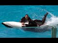 Kamogawa Sea World Orcinus Orca Performance 【4K】