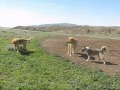 ABORIGINAL CENTRAL ASIAN SHEPHERD DOGS of South Kazakhstan