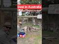 1 MulaqatKangaroo Ke Saath. #viral #travel #shorts #yourubeshorts #reels #australia #subscribe