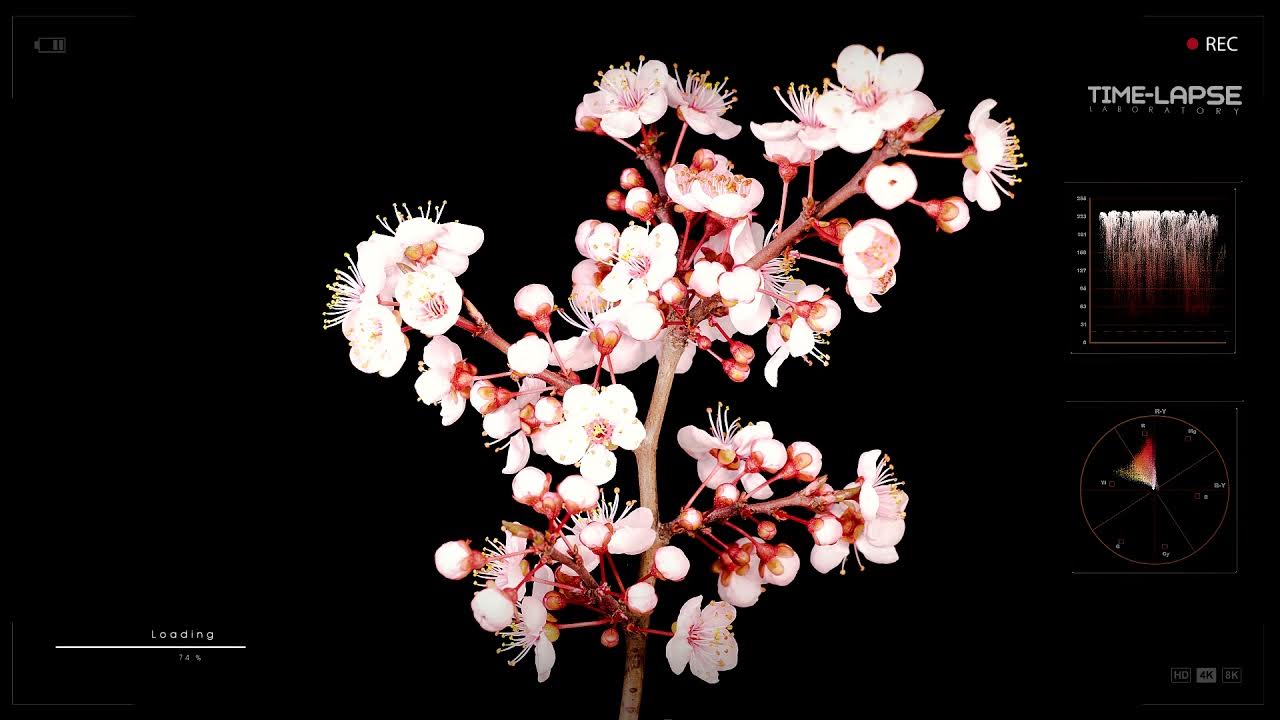It s flower time. It s flower time